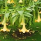 Brugmansia: opis, vrste i sorte, značajke sadnje i reprodukcije