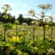 Kako se riješiti hogweed na mjestu?