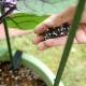 What should be put in the holes when planting eggplants?