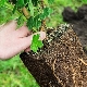 Nijanse sadnje ogrozda u proljeće na otvorenom tlu