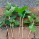 Features of gooseberry propagation by cuttings