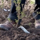 All about planting gooseberries in the fall