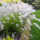 Pennisetum foxtail