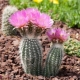 Sve o echinocereusu