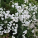 Gypsophila paniculata a znaky jej pestovania