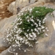 Gypsophila plazivá