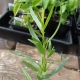 What does tarragon look like and how to grow a plant?