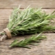 What does rosemary look like and how to care for it?