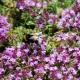 What does creeping thyme look like and how to care for it?