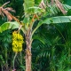 Što su palme banane i kako ih uzgajati?