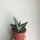 Što je Gasteria i kako je uzgajati?