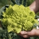 Romanesco kupus i njegov uzgoj