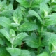 Varieties and cultivation of fragrant mint