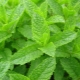 Garden mint