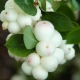 Snowberry i njezin uzgoj