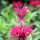 Hybridné odrody Monarda