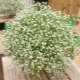 Druhy a odrody gypsophila