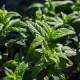 Types and varieties of mint