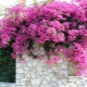 Sve o ulici bougainvillea