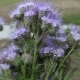 Všetko o phacelia tansy