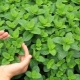 All about mint and its cultivation