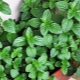 Growing menthol mint