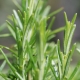 Growing rosemary outdoors