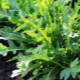 How to plant arugula seeds?