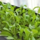 How to grow arugula on a windowsill?