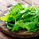 When and how to collect arugula?