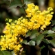 Mahonia božikovina i značajke njenog uzgoja