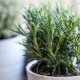 The nuances of growing rosemary at home in a pot