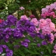 Phlox susjedi