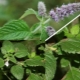 What is the difference between mint and lemon balm?