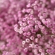 Všetko o gypsophila pink