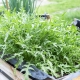 Growing and caring for arugula outdoors