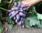 Grape Pretty