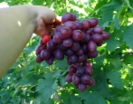 Učitelj Memorija Grape