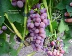 Ainset Sidlis Grape