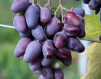 Negrul Memory Grape