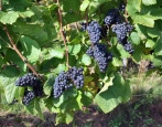 Pinot Noir grožđe