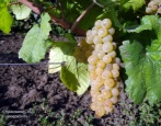 Chardonnay grožđe