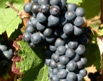 shiraz grožđe (Syrah)