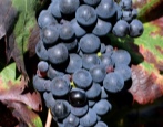 Tempranillo grožđe