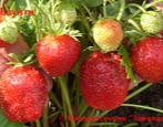 Strawberry Bounty