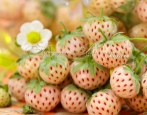 Pineberry Jagoda (ananas)