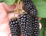 Blackberry Black Diamond