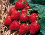 Strawberry Firenca (Firenca)