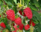 Raspberry Giant Moskva