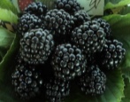 Blackberry Osage